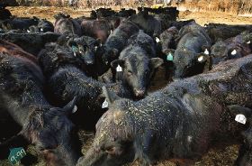 cattle at Jacobsen's farm