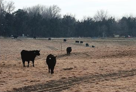 cattle in pasture