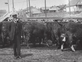 Old photo of stockyard