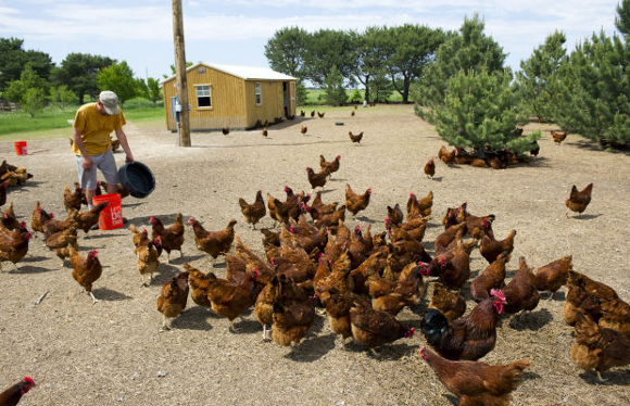 Prairie Pride Poultry - feeding chickens