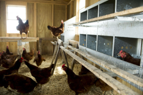 Prairie Pride Poultry - chicken house