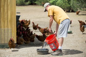 Prairie Pride Poultry - watering chickens